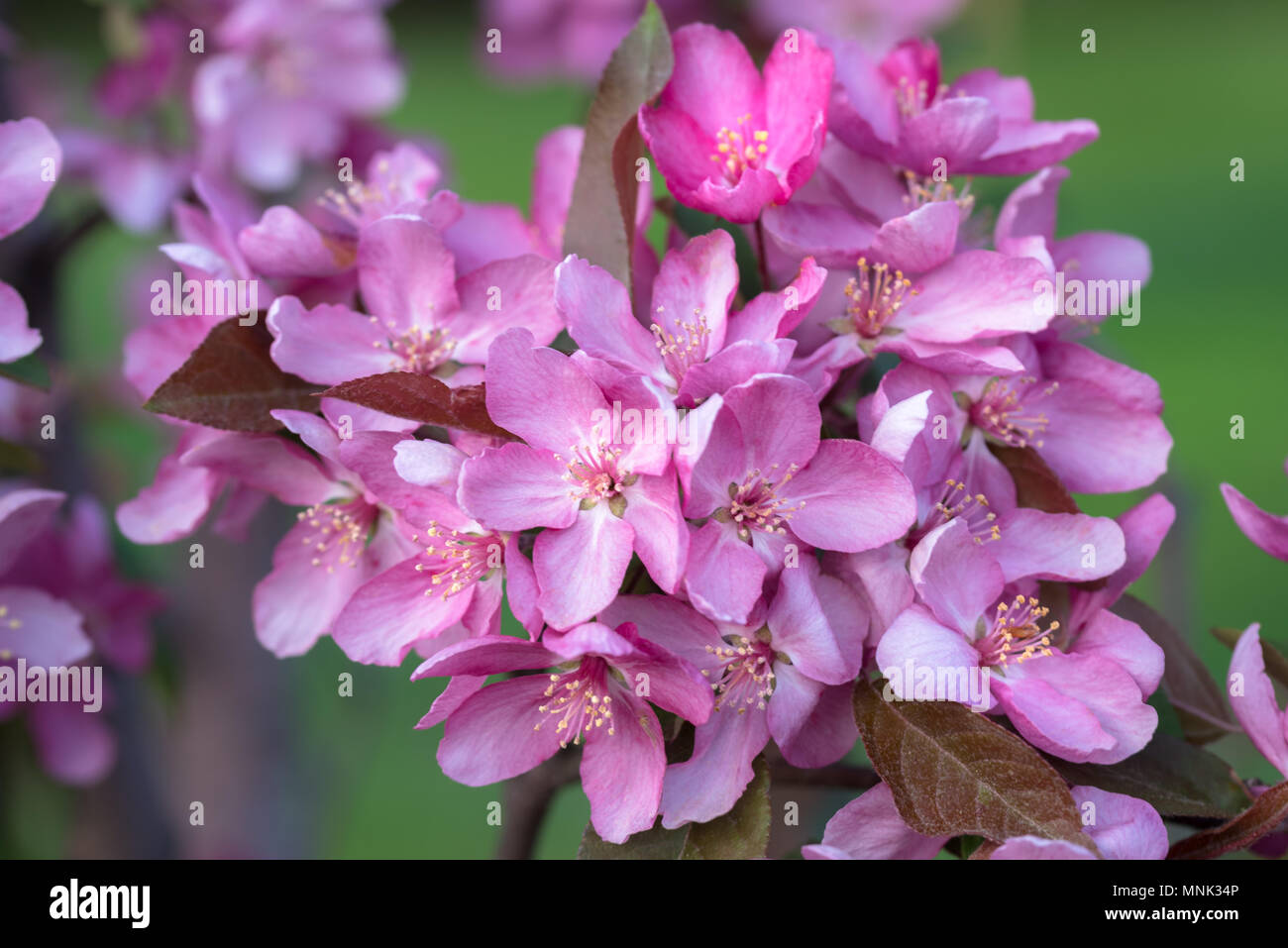 Crab Apple Tree in Bloom Stock Photo Alamy