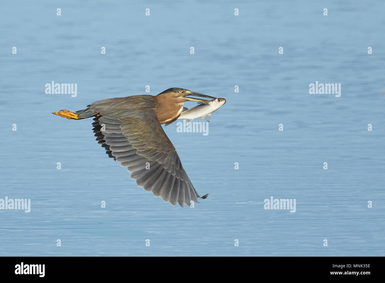 A Striated Heron (Butorides Striata) flying against a background of blue water with its recently caught fish in its beak, New South Wales, Australia Stock Photo