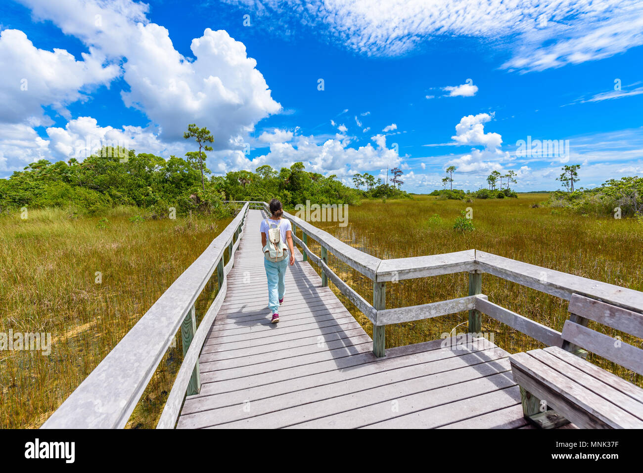Mahogany Hammock Trail of the Everglades National Park. Boardwalks in the swamp. Florida, USA