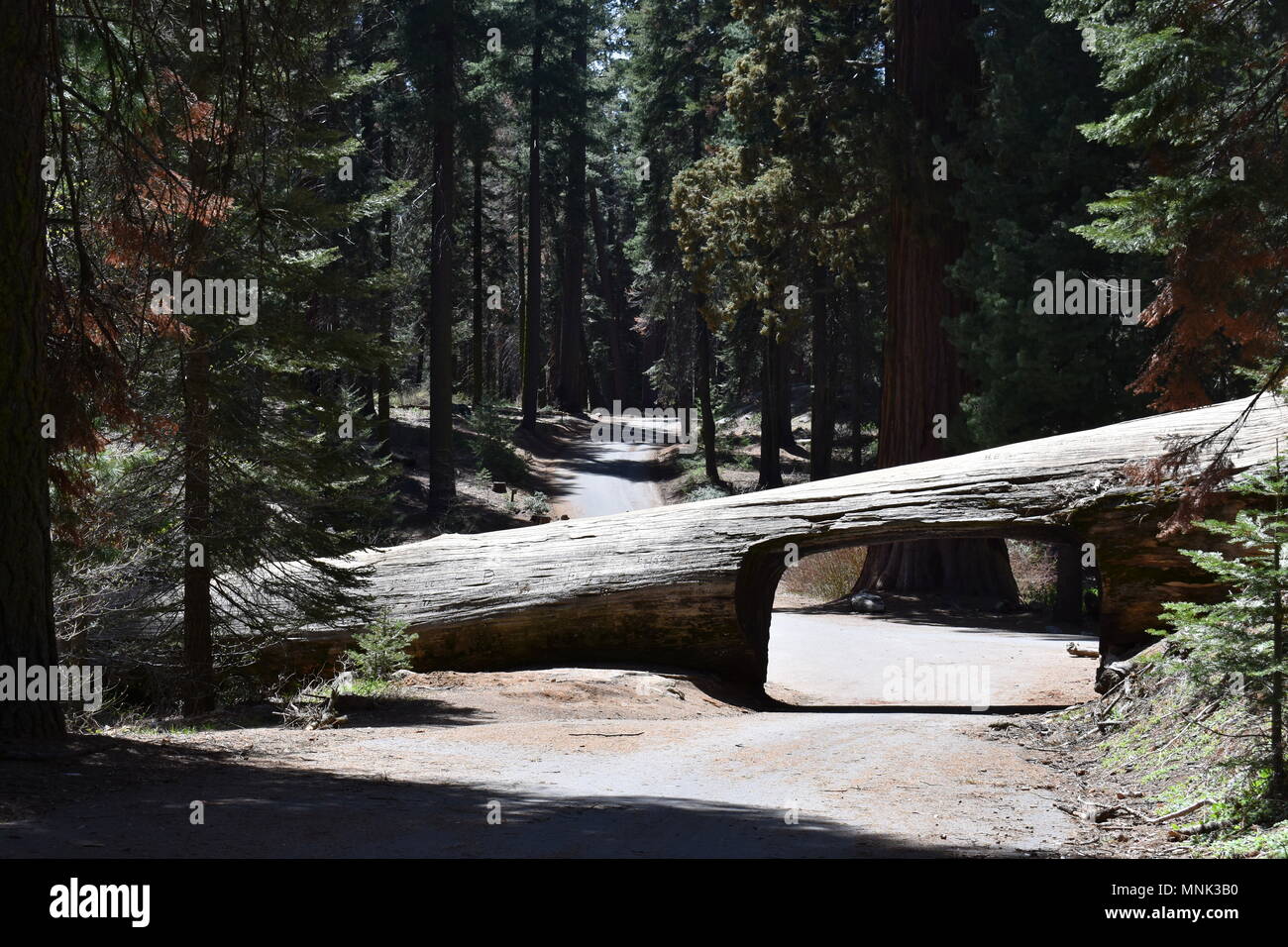 Tunnel Log in Sequoia National Park, California Stock Photo