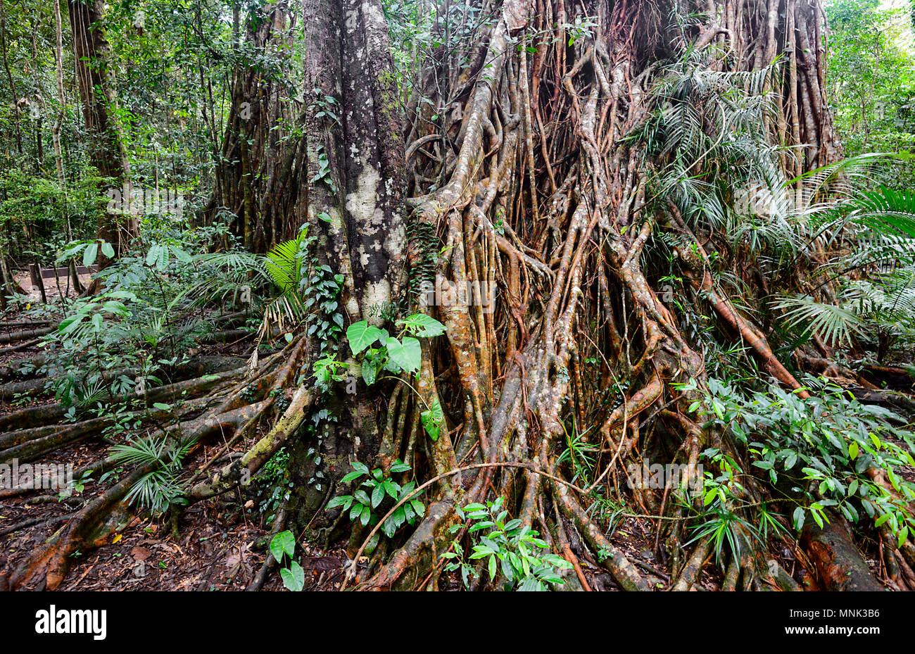 Atherton tablelands aerial hires stock photography and images Alamy
