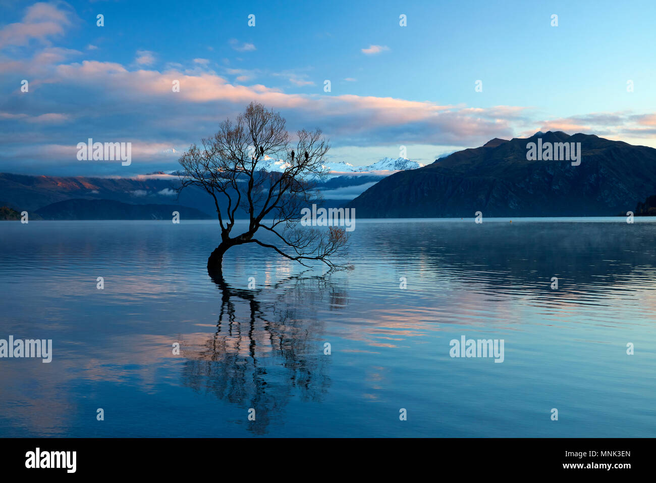 Thatwanakatree hi-res stock photography and images - Alamy