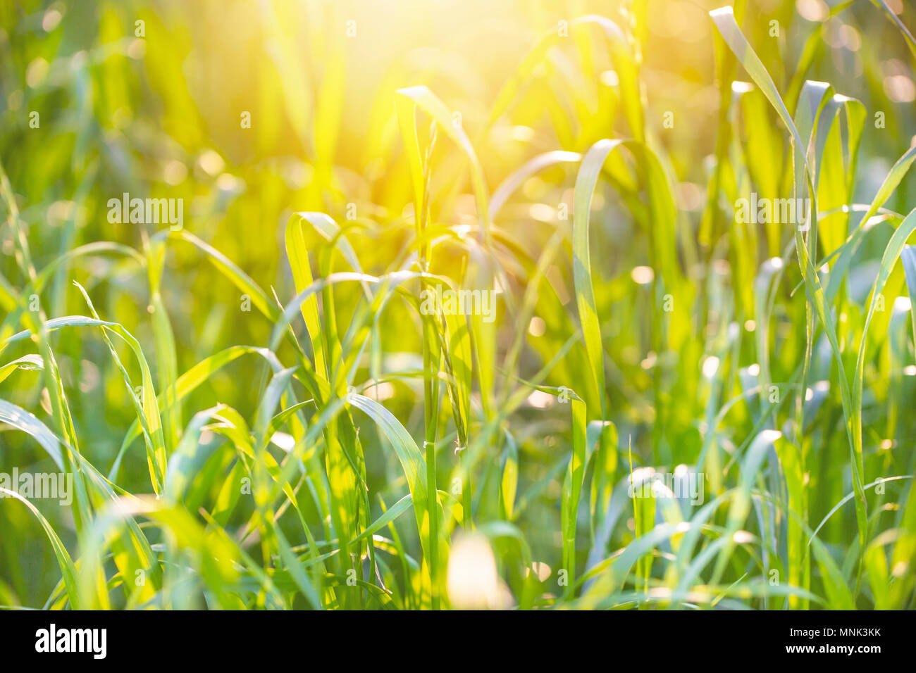 Close up on fresh green grass texture background Stock Photo - Alamy