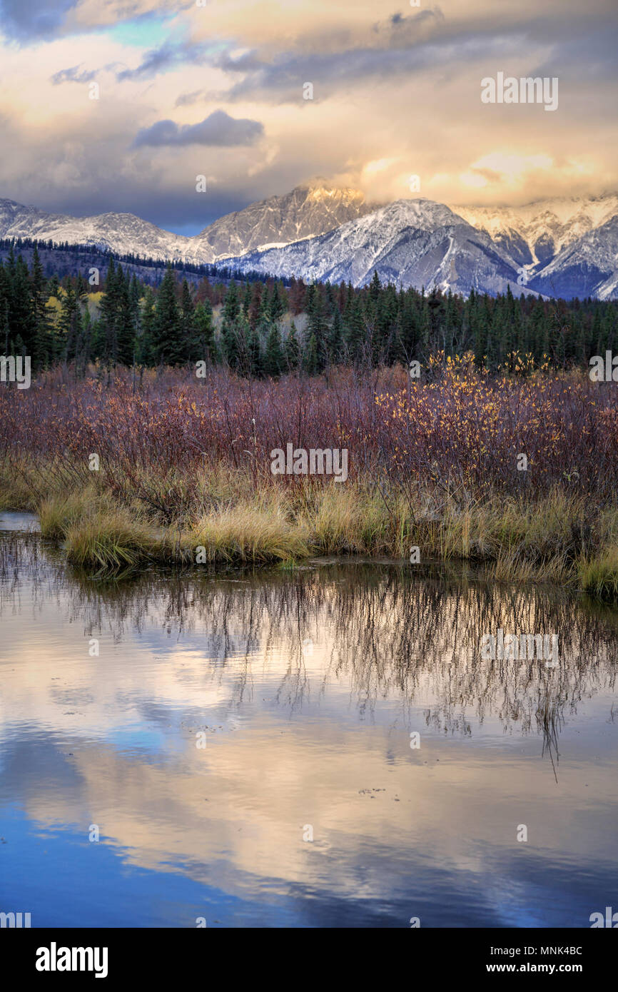 Riley Lake Swamp. Jasper National Park, Canada Stock Photo