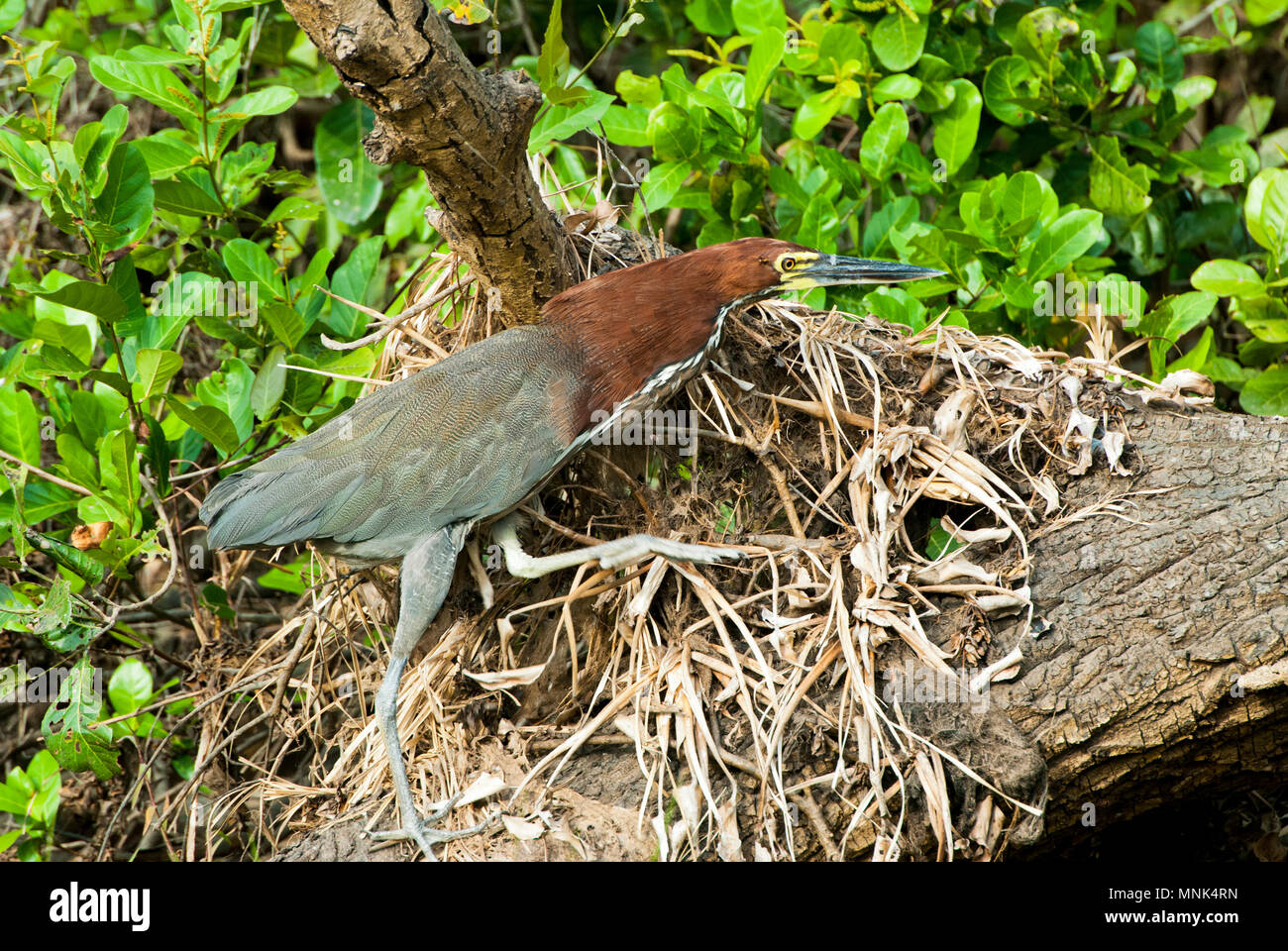 Rufescent tiger-heron walking over tangle of tree roots in the Pantanal in southern Brazil Stock Photo