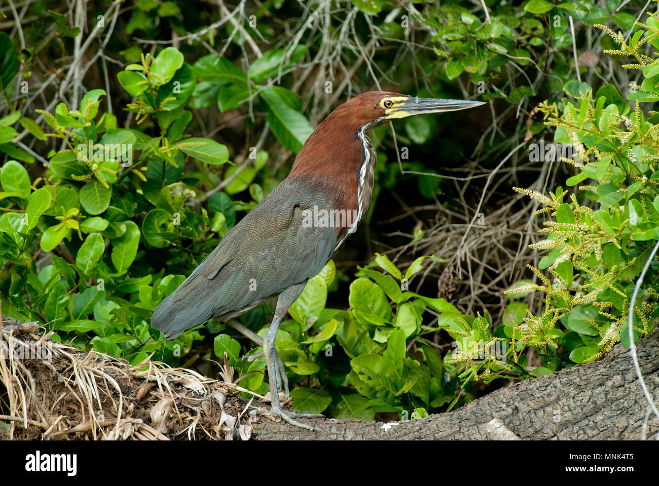 Rufescent tiger-heron in the Pantanal in southern Brazil Stock Photo