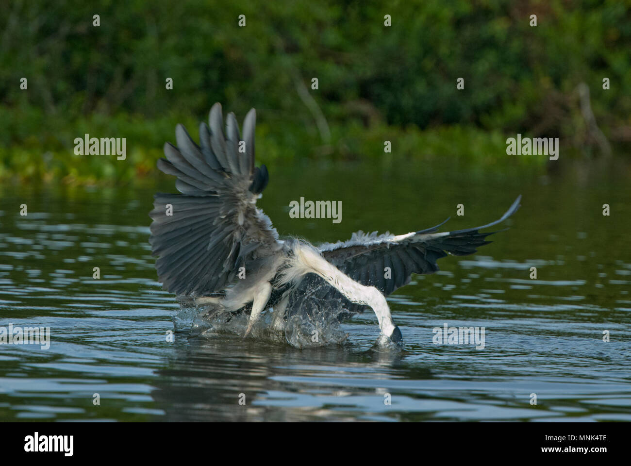 Cocoi (white-necked)  heron (Ardea cocoi) catching a fish in the Pantanal in southern Brazil Stock Photo