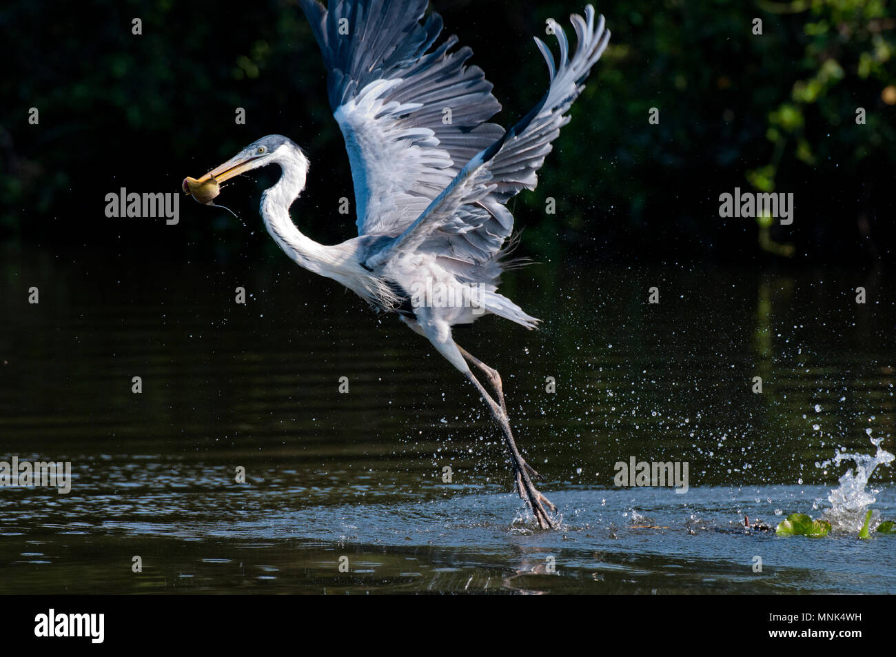 Cocoi (white-necked)  heron (Ardea cocoi) catching a fish in the Pantanal in southern Brazil Stock Photo