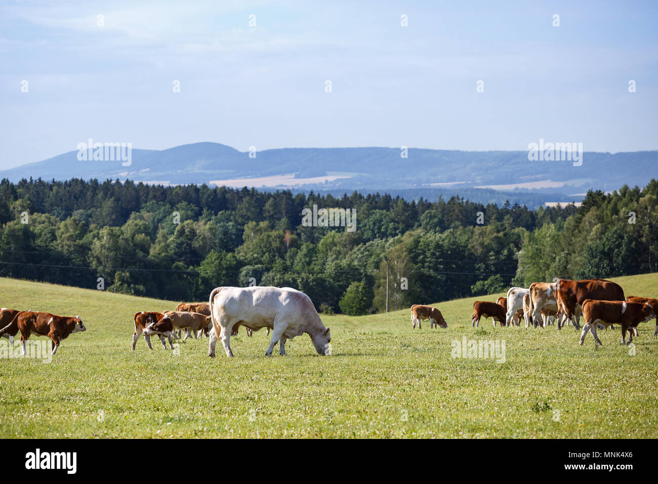 Herd cows calfs on green hi-res stock photography and images - Alamy