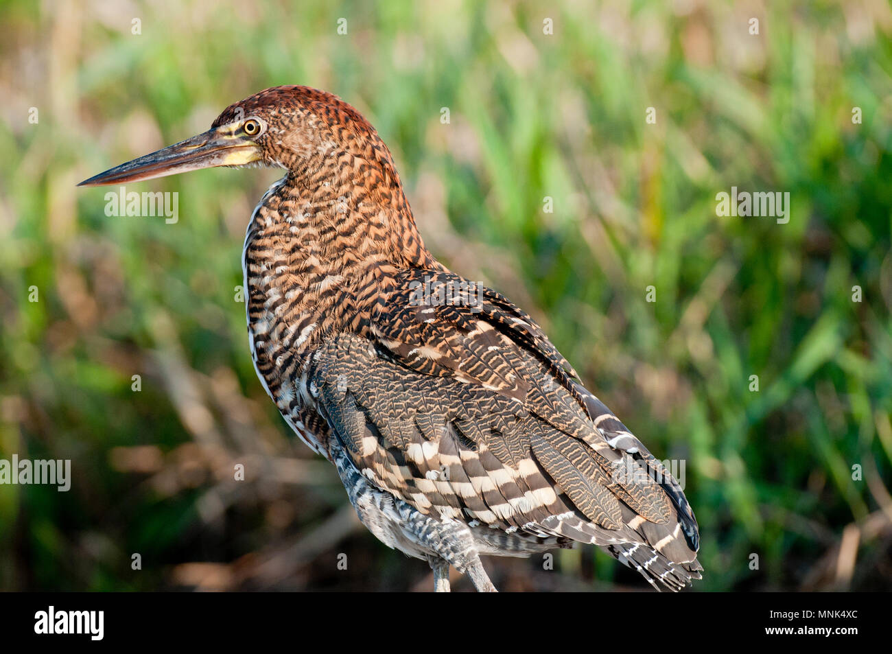 Juvenile rufescent tiger-heron (Tigrisoma lineatum) in the Pantanal in southern Brazil Stock Photo