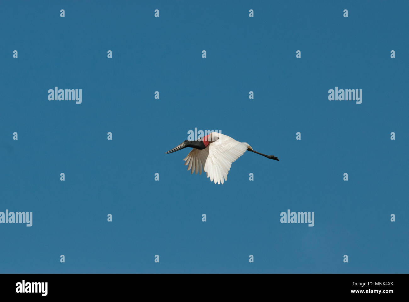 Jabiru stork (Jabiru mycteria) in flight in the Pantanal in southern Brazil Stock Photo