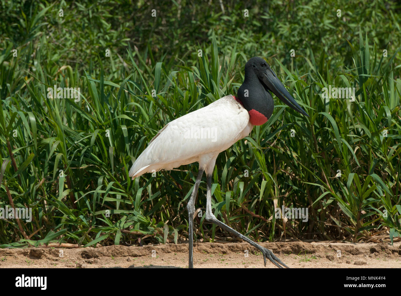 Jabiru stork (Jabiru mycteria) in the Pantanal in southern Brazil Stock Photo