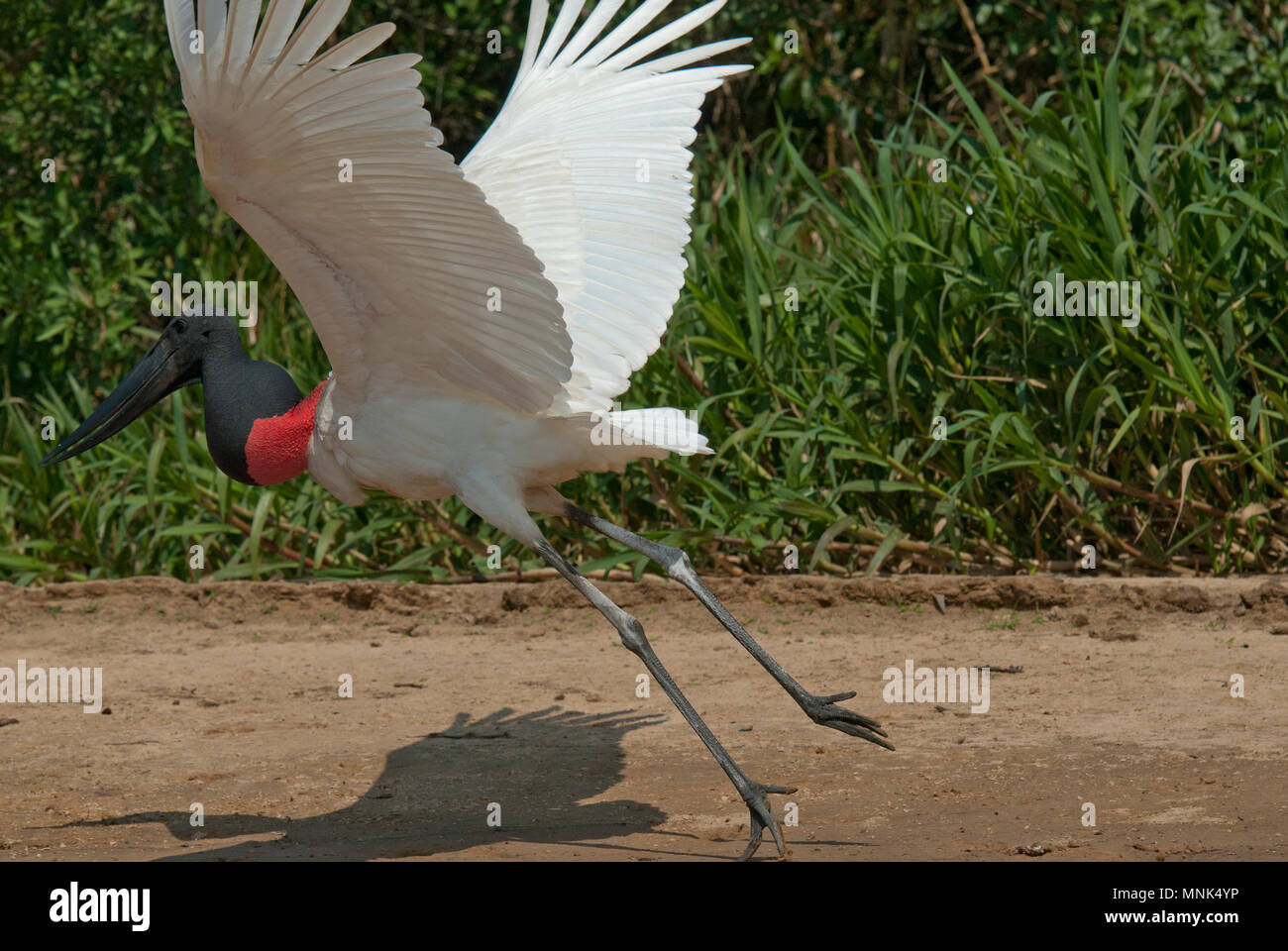 Jabiru stork (Jabiru mycteria) taking off in the Pantanal in southern Brazil Stock Photo