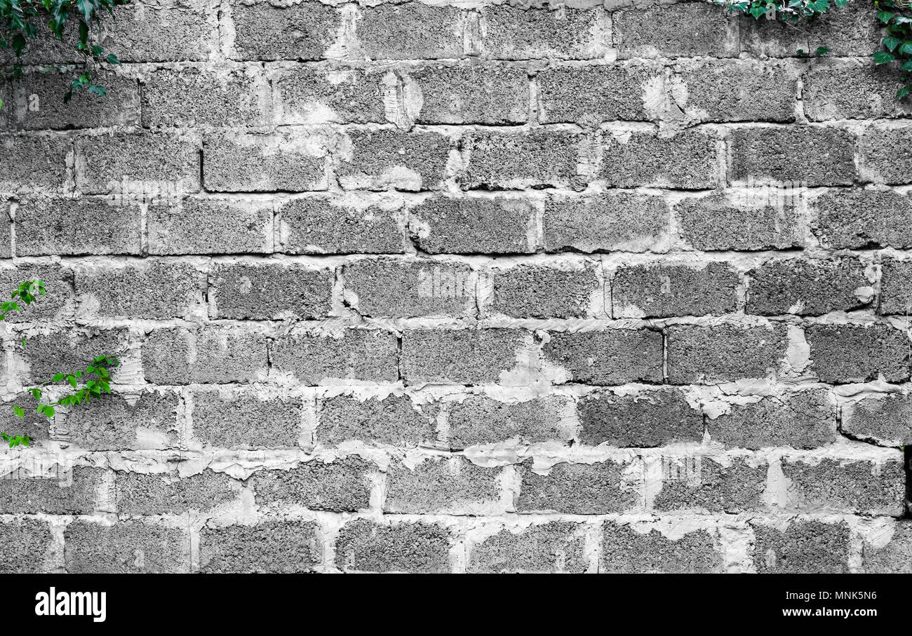 Green Ivy Plant Climb On Old White Brick Wall Background Stock Photo Alamy