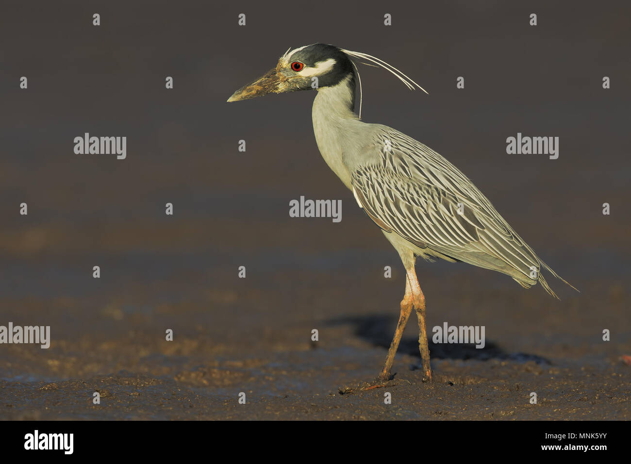 White.crowned Night Heron Stock Photo - Alamy