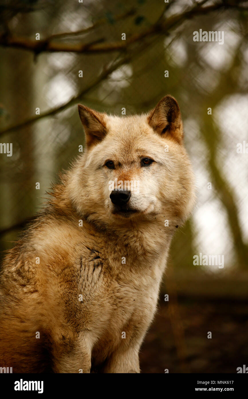 Stunning Grey wolf in Dartmoor zoo Stock Photo