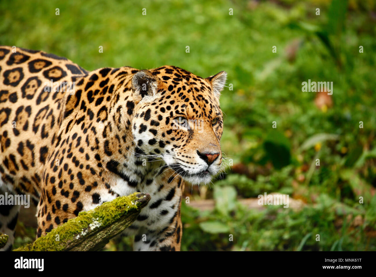 The Jaguar has the strongest of the big cat bites Stock Photo Alamy