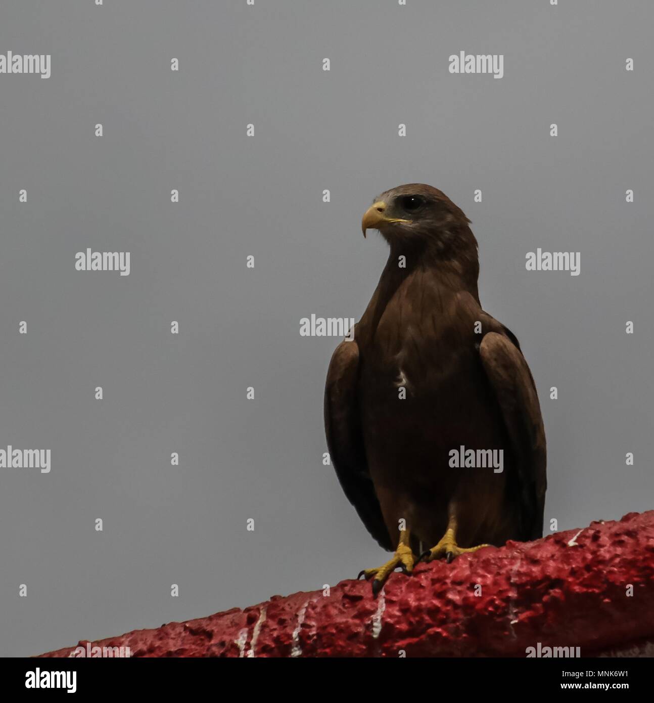 Eagle Feeding National Entertainment In Harar In Ethiopia