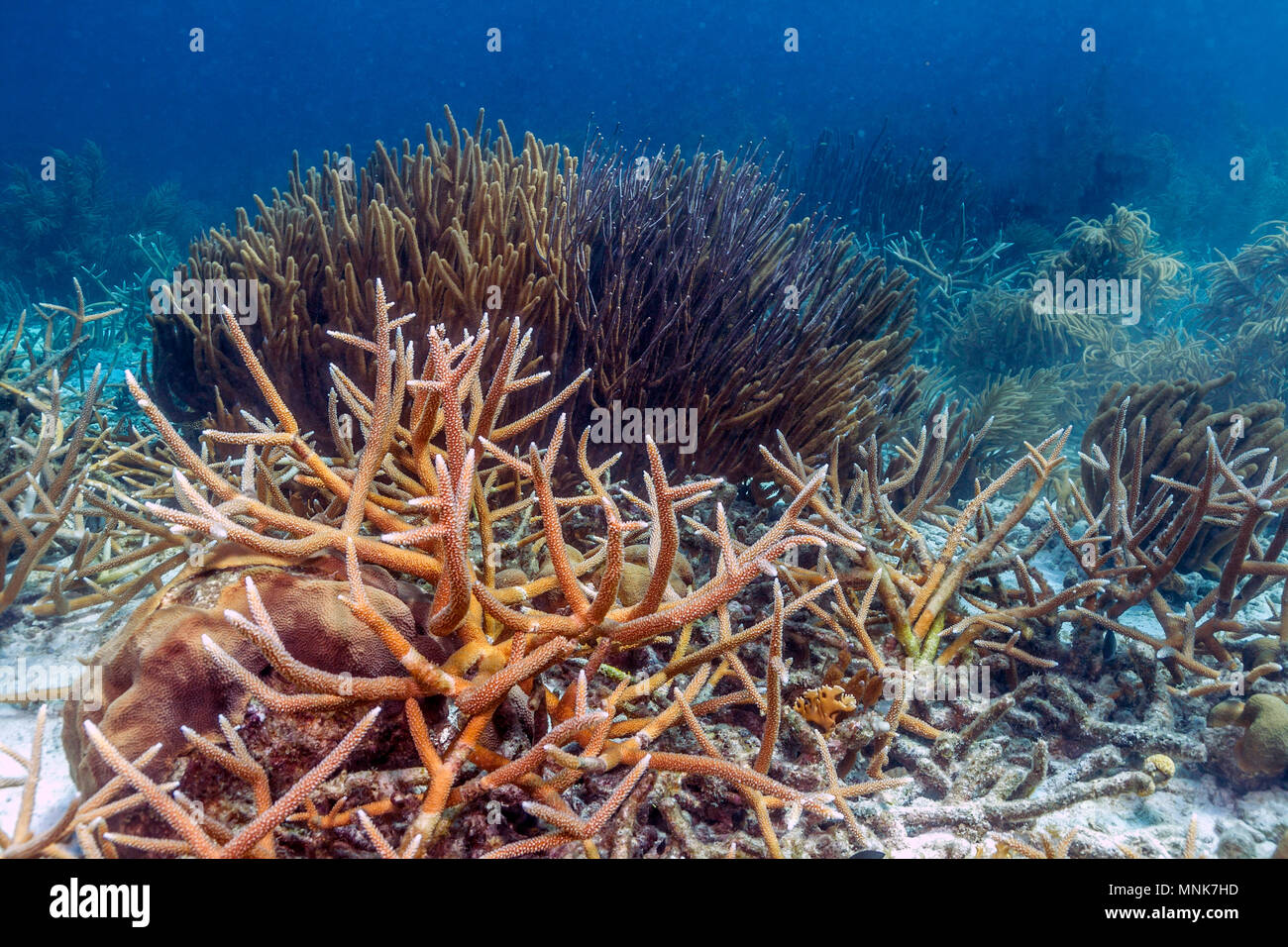 Coral reef in Carbiiean Sea off coast of Bonaire staghorn coral,Acropora cervicornis Stock Photo