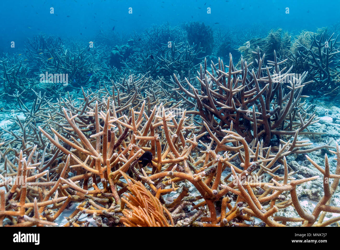 Coral reef in Carbiiean Sea off coast of Bonaire staghorn coral,Acropora cervicornis Stock Photo