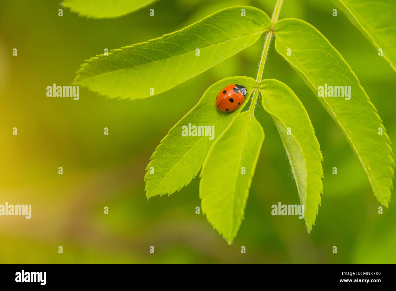 a small beetle crawling on a flower, a ladybug in the grass Stock Photo