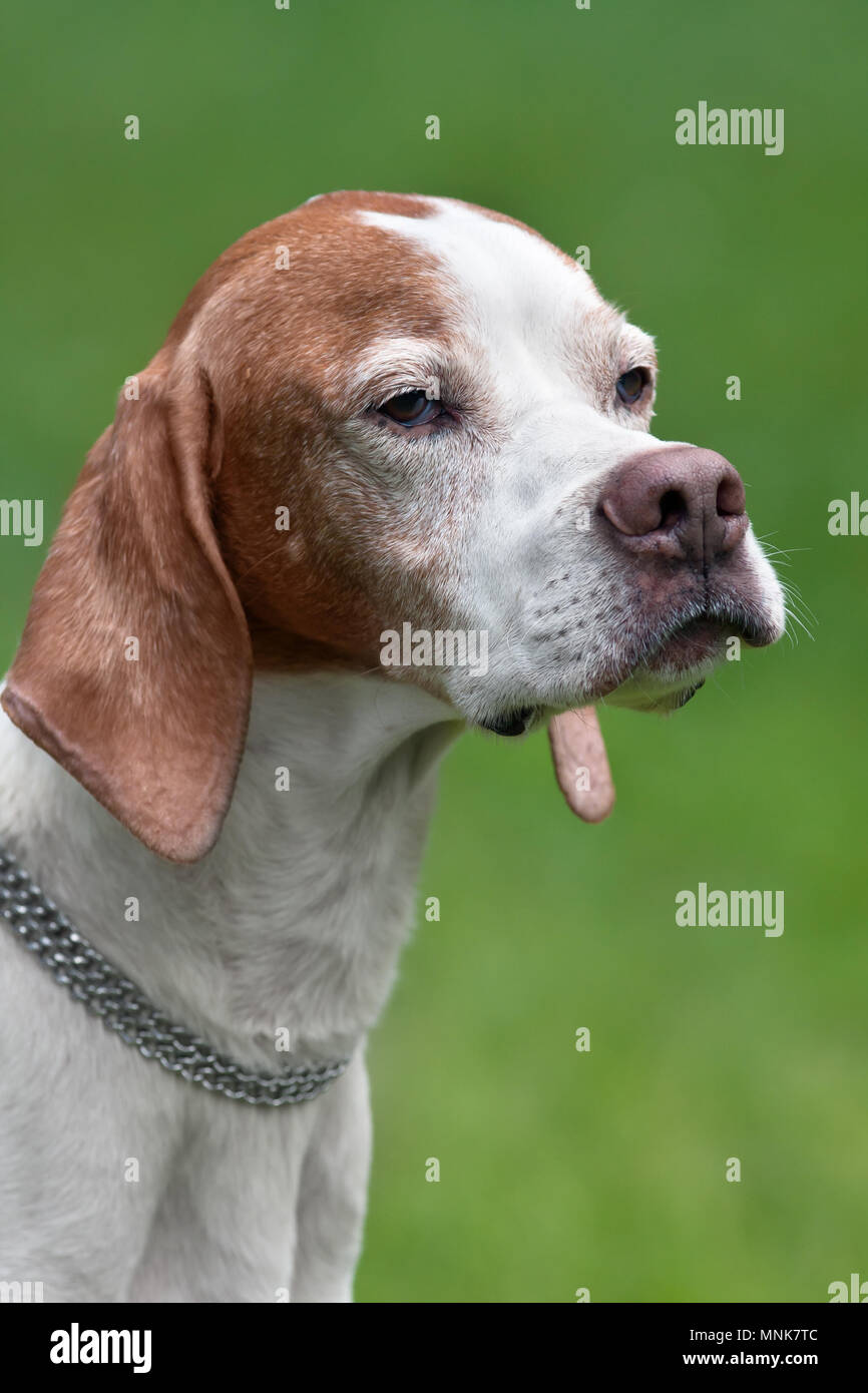 portrait of english pointer on blurred background Stock Photo