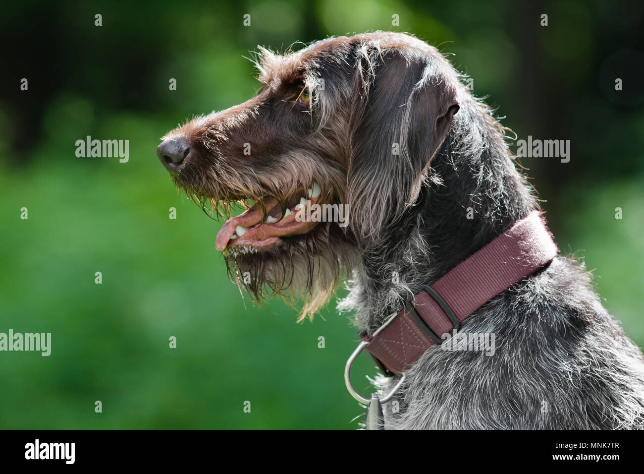 german wirehaired pointer on green blurred background Stock Photo