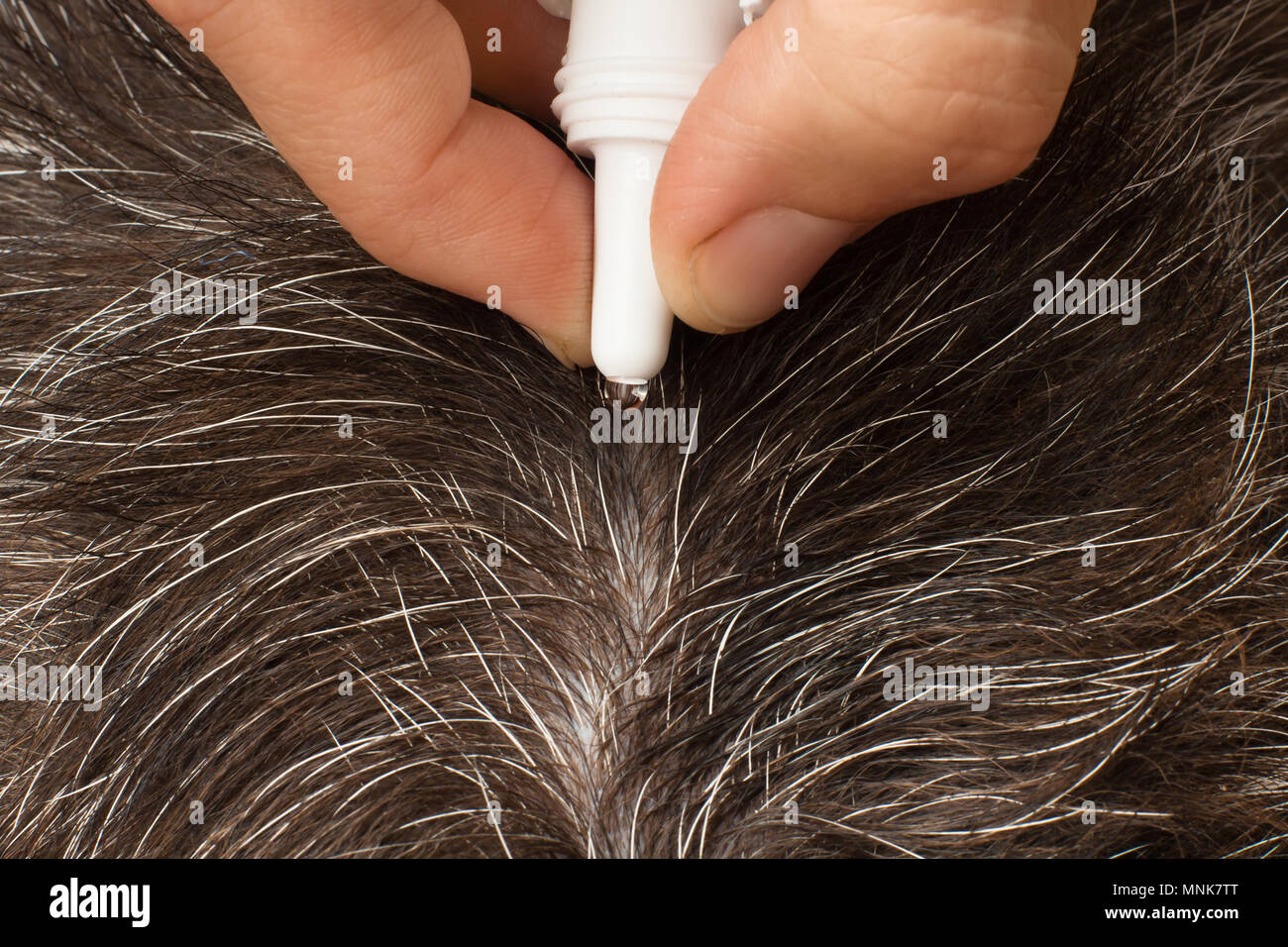 hand dripping drops of remedy from fleas and ticks on the fur of dog Stock Photo