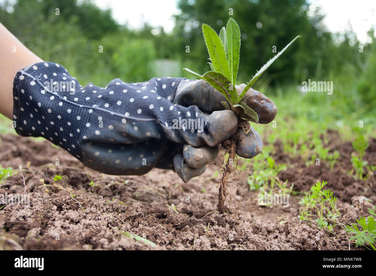 Hand weeding hires stock photography and images Alamy