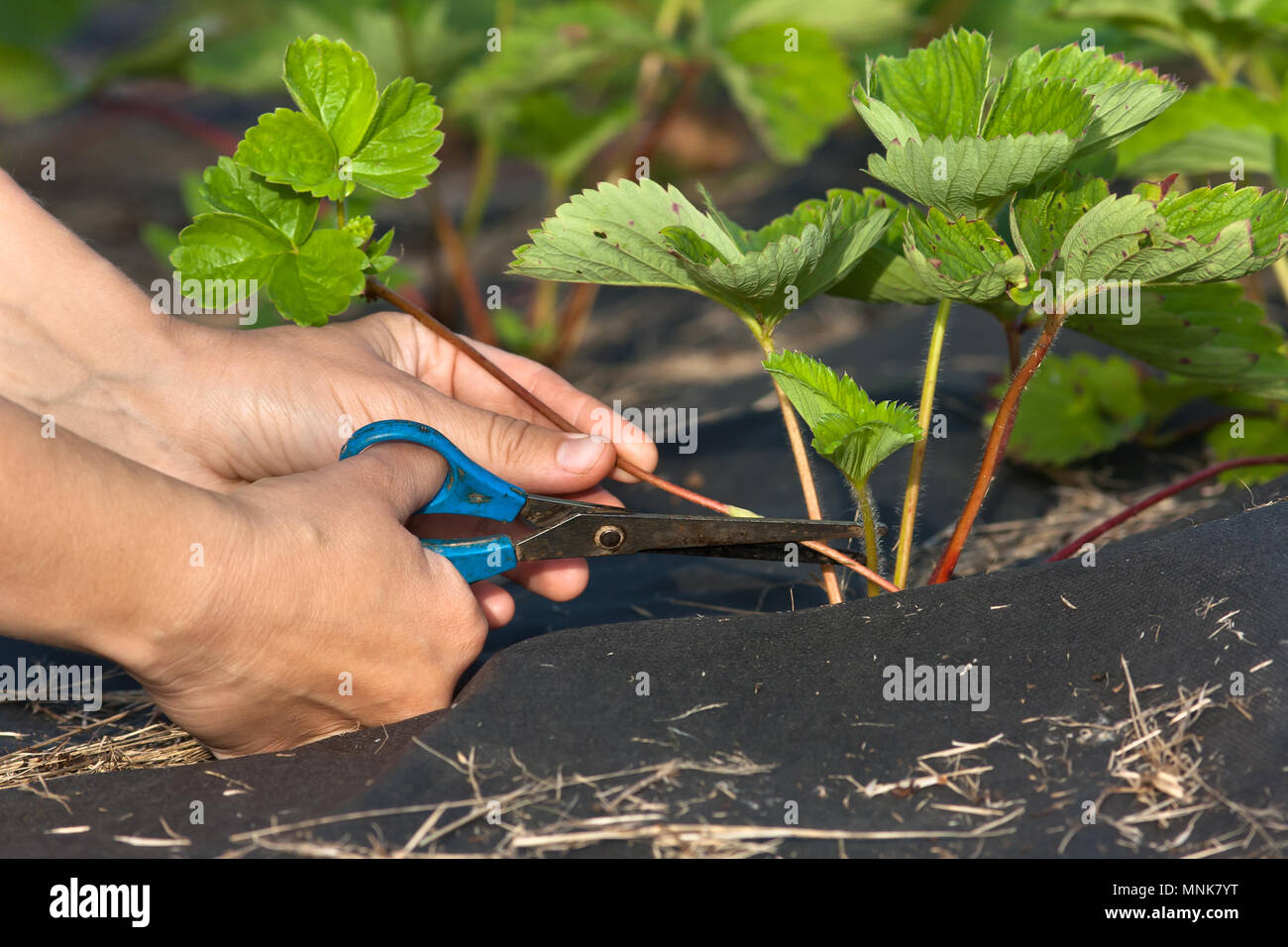 Strawberry Plant Runners Cut