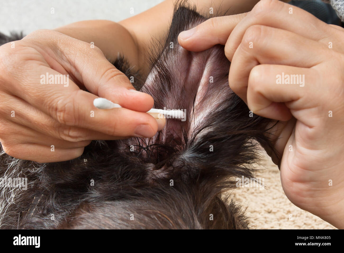 hands cleaning the ear of dog from earwax with cotton swab Stock Photo