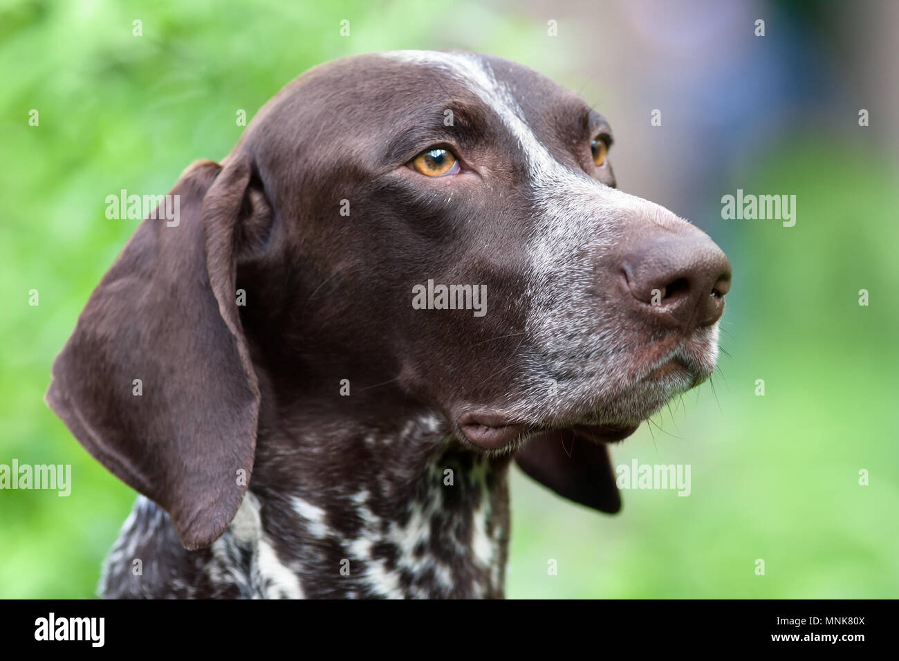 portrait of german shorthaired pointer on green blurred background Stock Photo