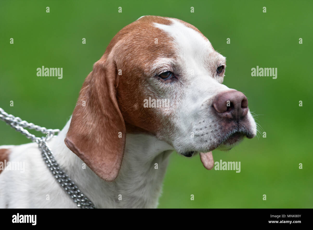 portrait of english pointer on green blurred background Stock Photo
