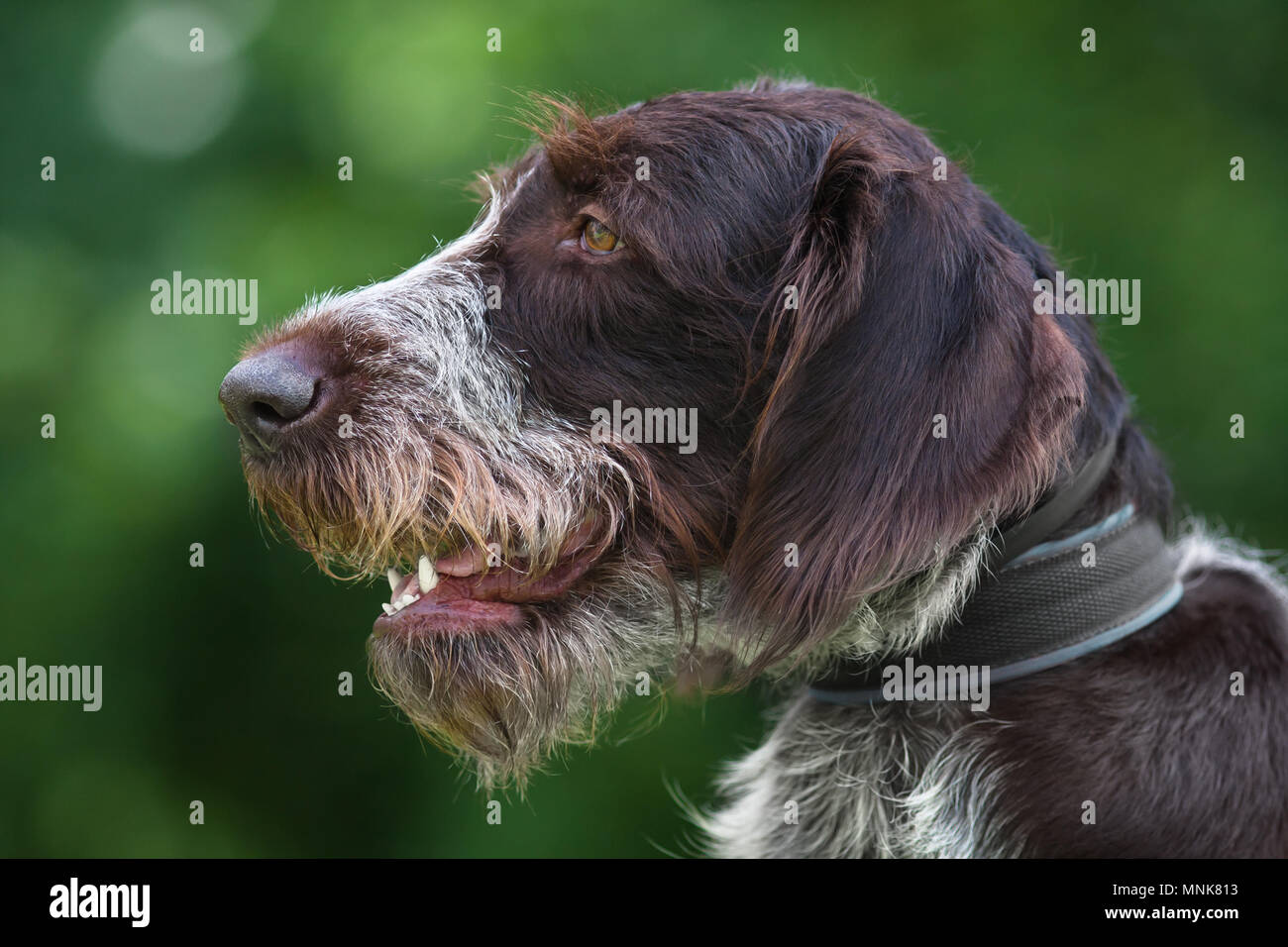 portrait of german wirehaired pointer on green blurred background Stock Photo