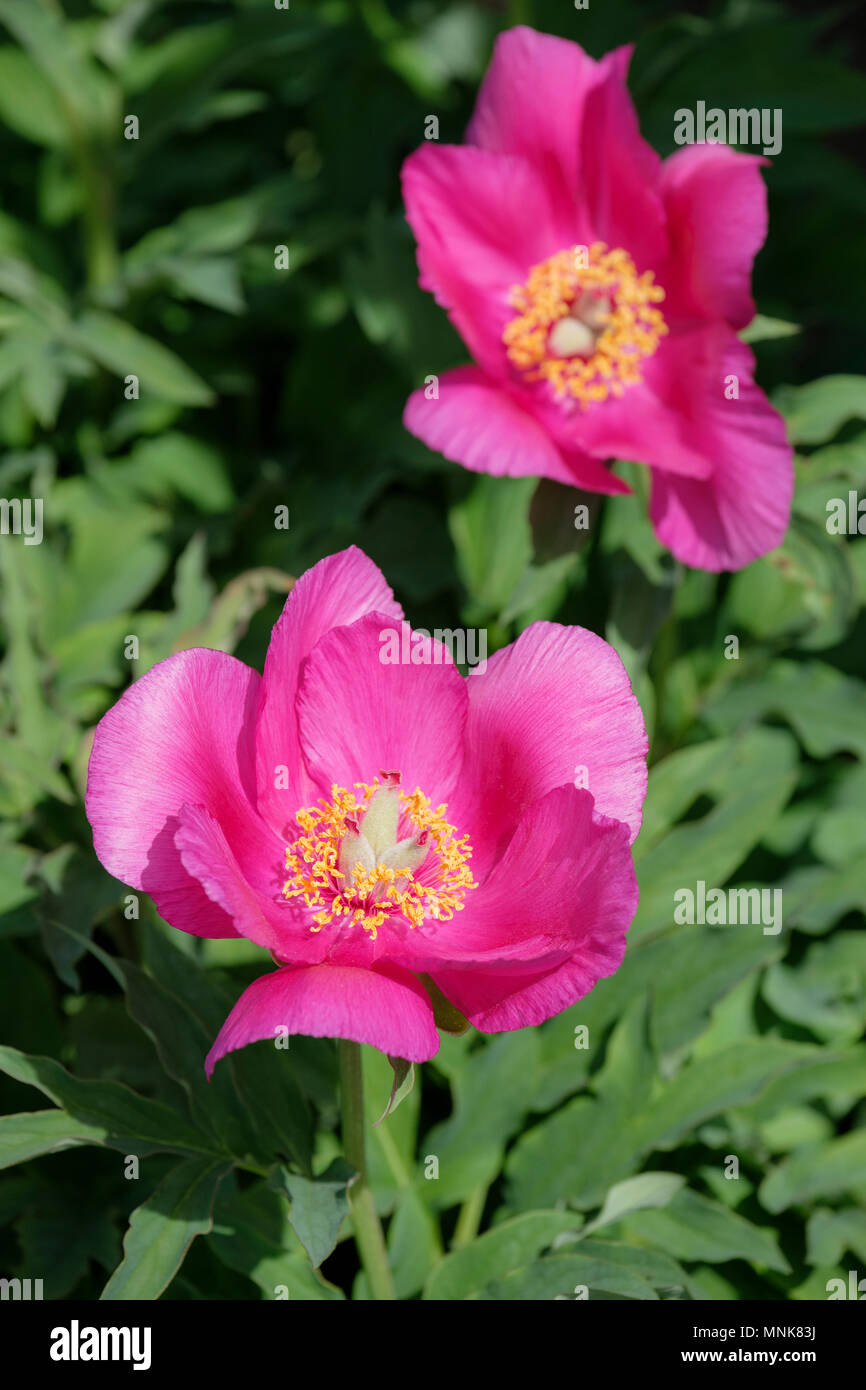 Close-up of Paeonia mascula subspecies arietina flowers also called ram's horn peony Stock Photo