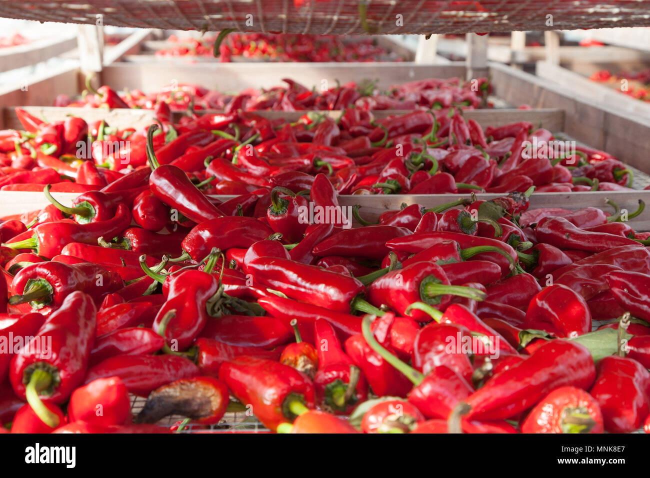 Drying of Espelette chilli peppers (Nouvelle-Aquitaine, southwestern France) at the 'Atelier du Piment' Pepper Workshop Stock Photo