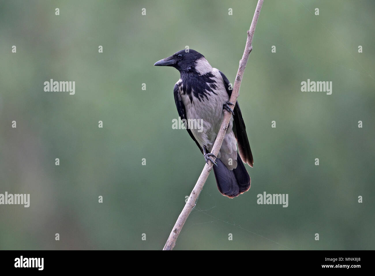 Hooded Crow (Corvus cornix) Stock Photo