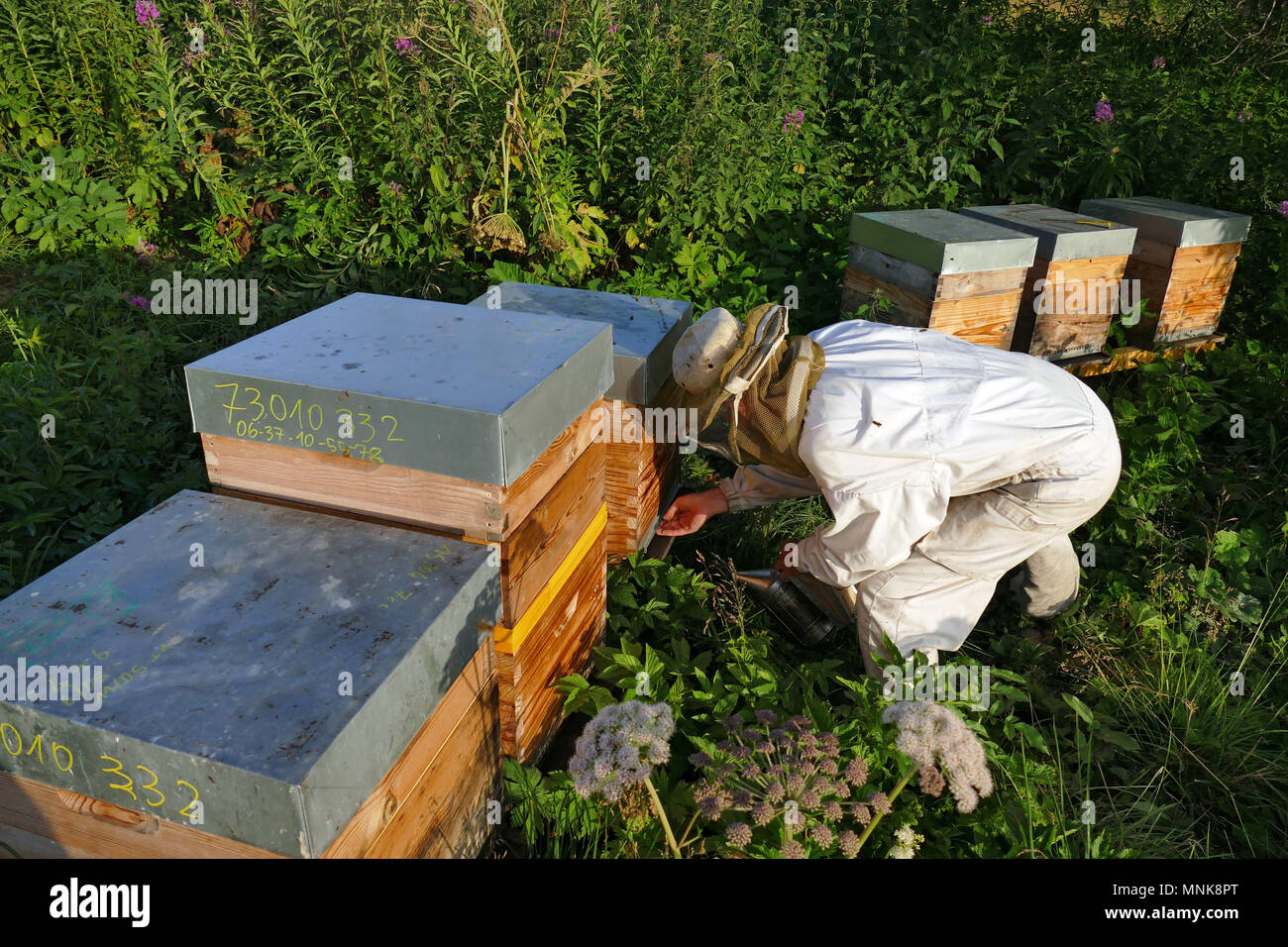Bee hives france hires stock photography and images Alamy