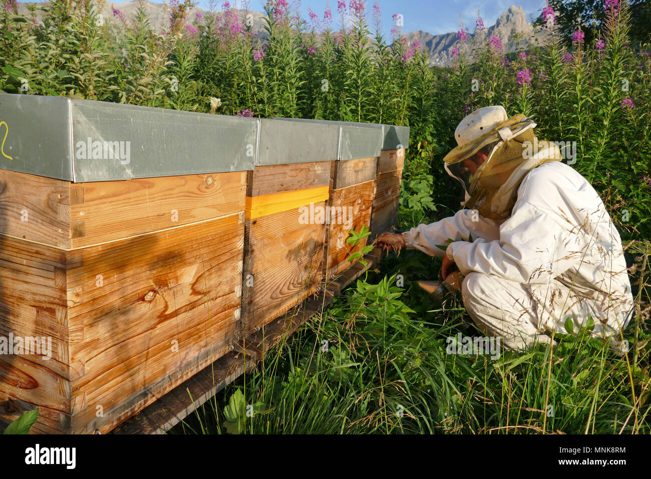 Bee hives france hires stock photography and images Alamy