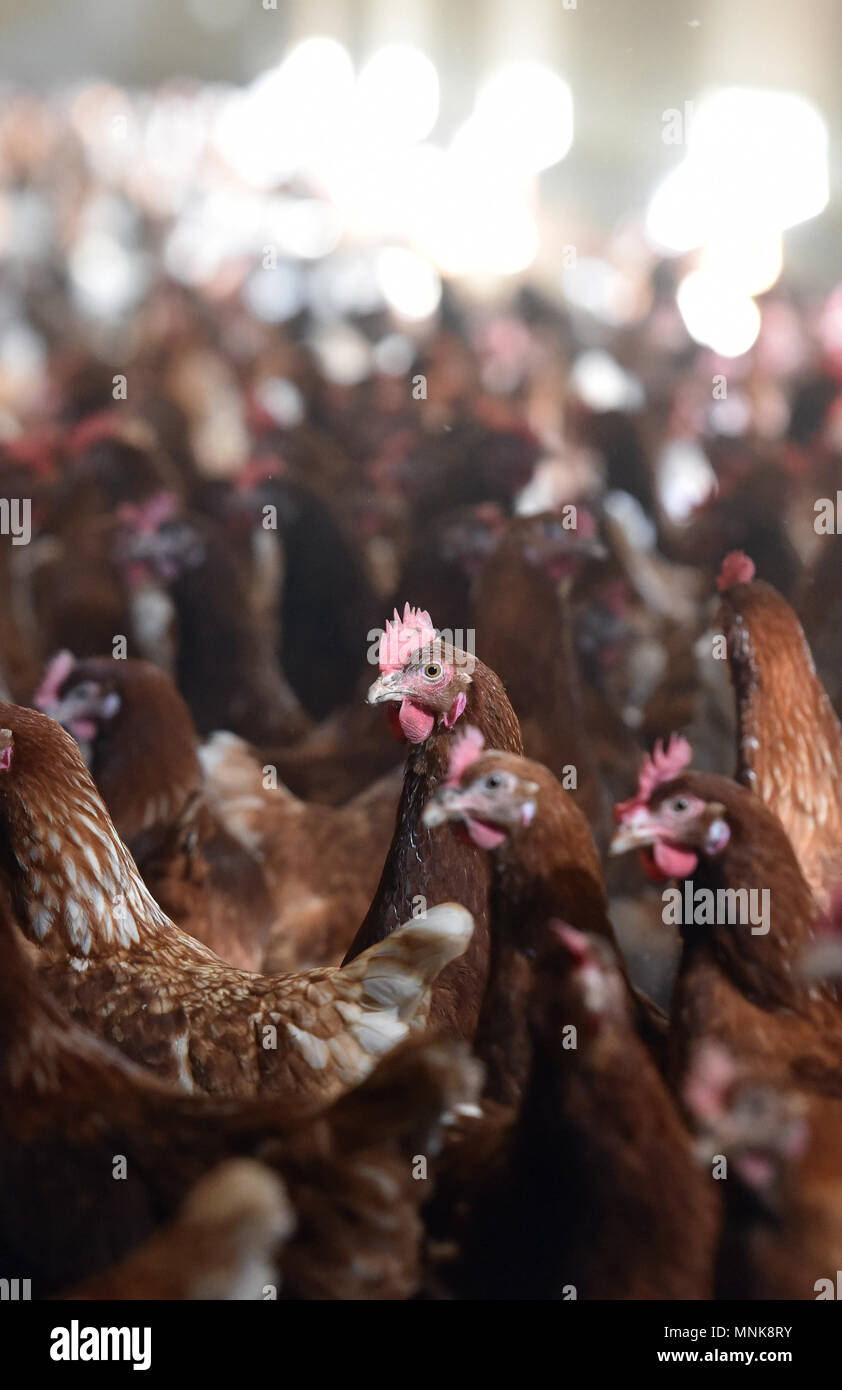 Free-range laying hen farming, Laurence Sellos' farm in Alvimare Stock Photo