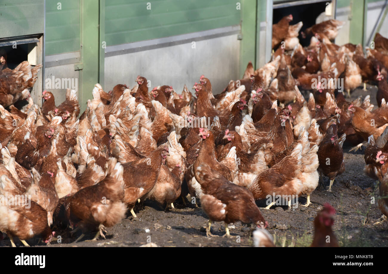 Free-range laying hen farming, Laurence Sellos' farm in Alvimare Stock Photo