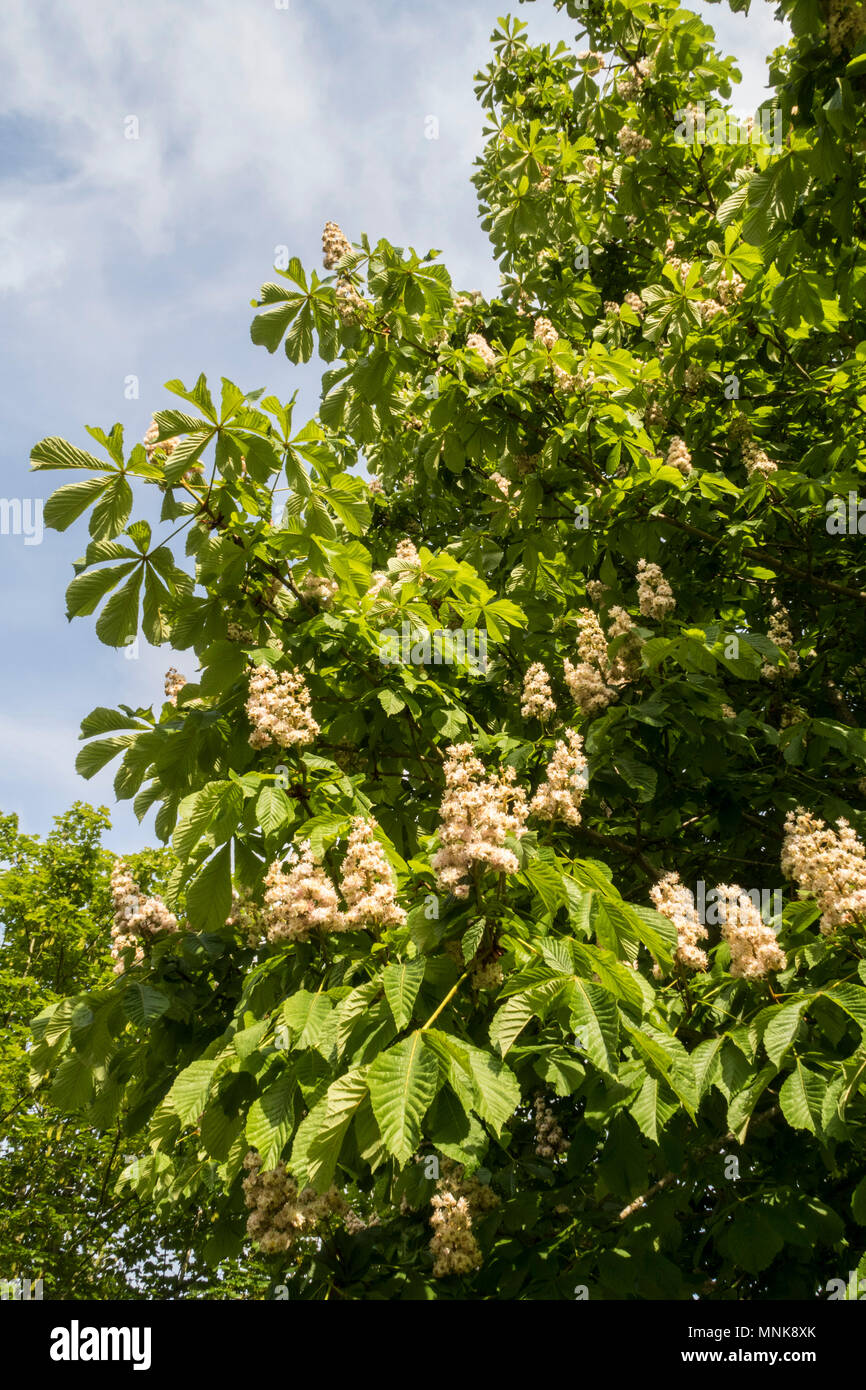 Horse chestnut tree hires stock photography and images Alamy