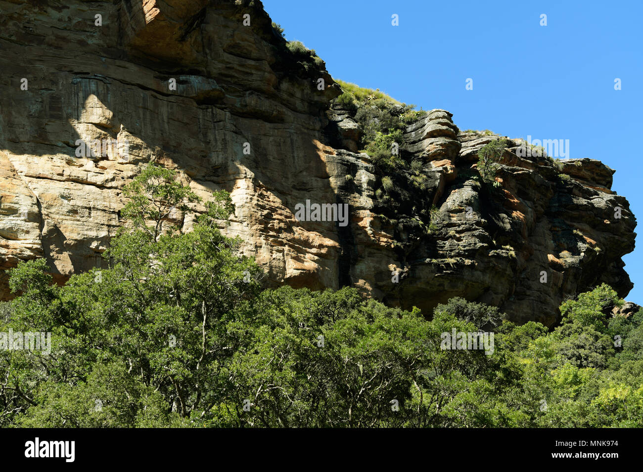 Afromontane forest growing next to exposed sedimentary sandstone formations in the Drakensberg at Giants Castle nature reserve Stock Photo