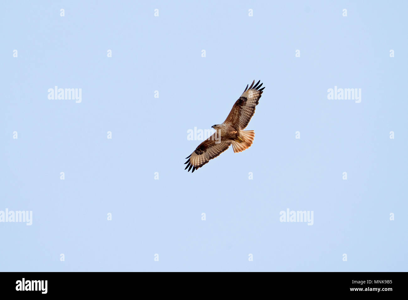 Long-legged Buzzard (Buteo rufinus) Romania RO May 2018 Stock Photo - Alamy