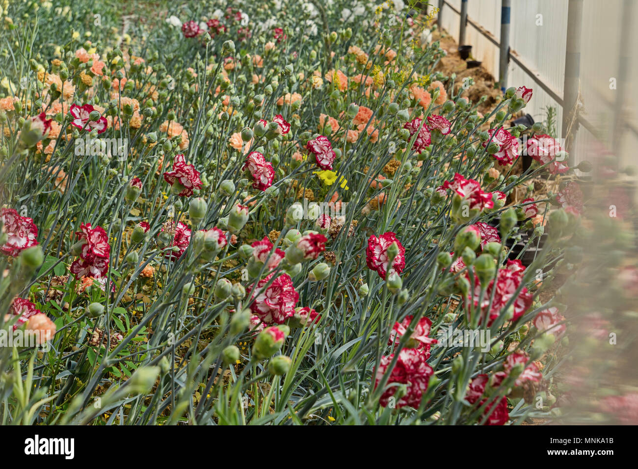 Carnation greenhouse hires stock photography and images Alamy