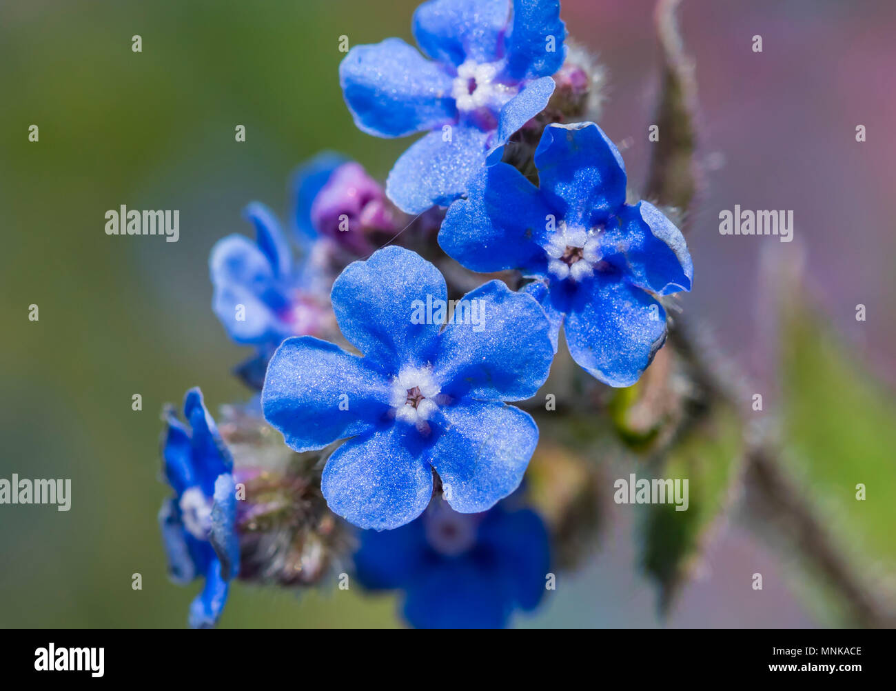 Small blue flowers from Green Alkanet plant (Pentaglottis sempervirens, AKA Evergreen bugloss). Bristly perennial in late Spring in West Sussex, UK. Stock Photo