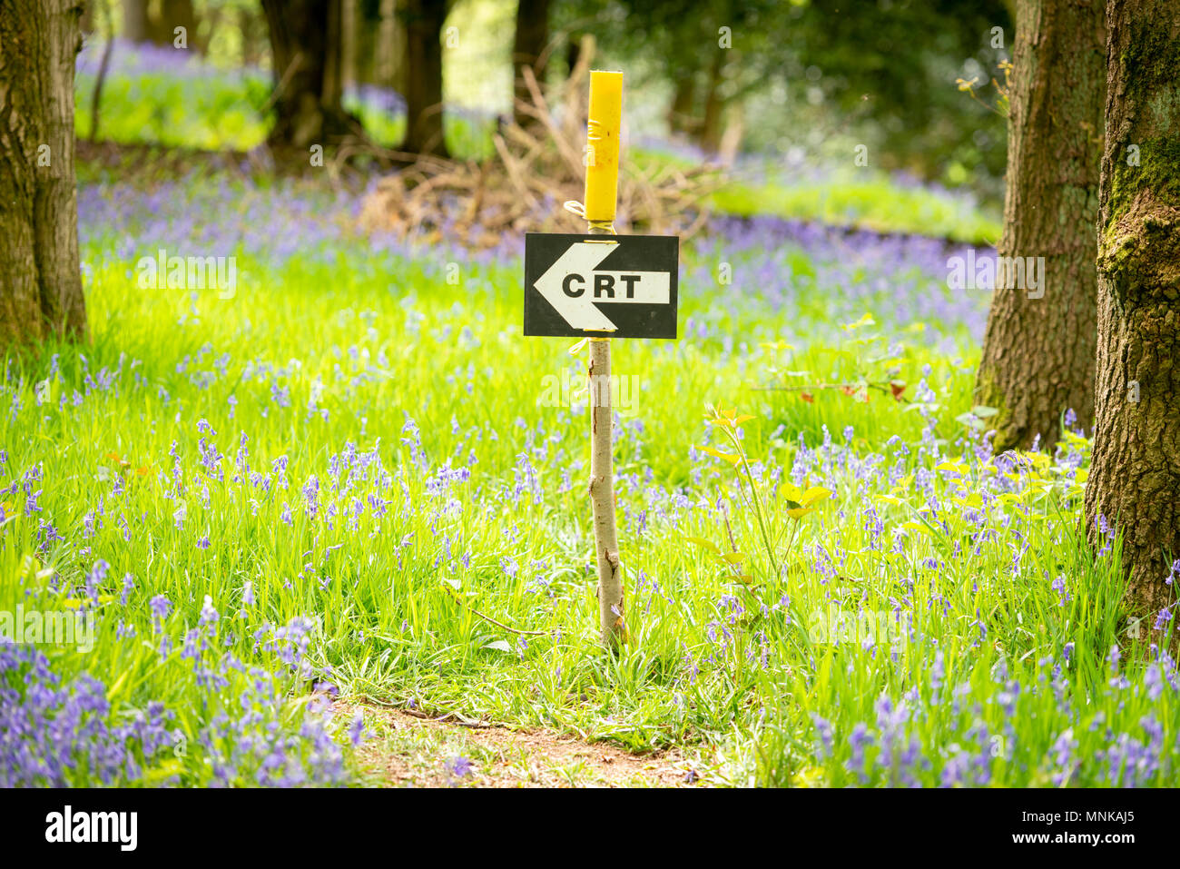 A sign for the CRT or Countryside Restoration Trust marking a path in a bluebell wood on an open day in Margaret Wood Yorkshire UK Stock Photo