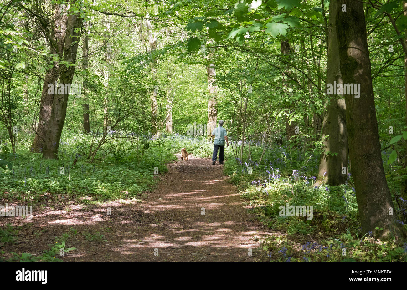 Unidentifiable person walking dog through English Bluebell woods. Stock Photo