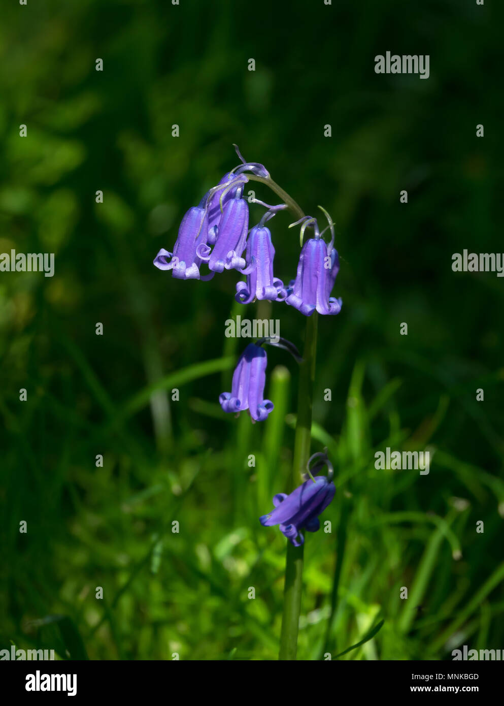 Native English Bluebells in Sussex countryside during Springtime. Stock Photo