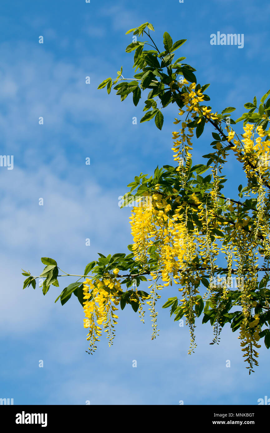 Laburnum tree in flower with pendulous yellow racernes, against blue sky. Stock Photo